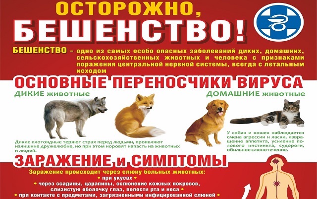 beshenstvo2024 1