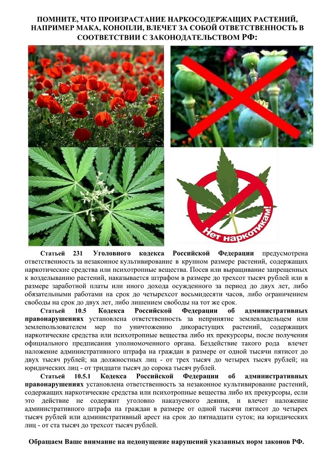 pamjatka po nezakonnomu vyraschivaniju